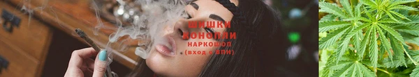 прущие грибы Вязники